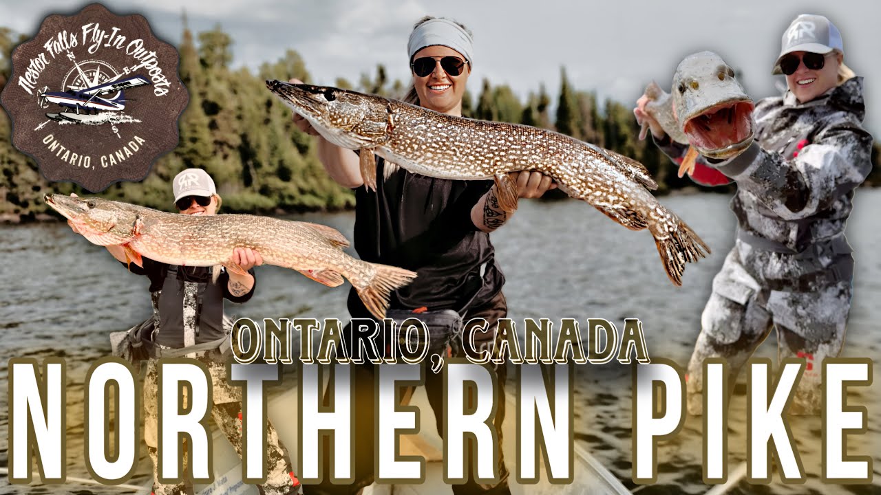 GIANT Pike in Ontario CANADA! - (Nestor Falls Fly-In Outposts)