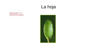 BIO165 2021: Morfología de la hoja