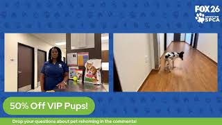 The Pet Pawcast - Finding the Perfect Home for a Pet