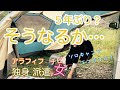 久々(たぶん5年ぶりくらい)にカーサイドタープを使ったら・・・ ソロキャンプ で初めてエコグリル?使ってみた アラフィフ独身派遣女の休日