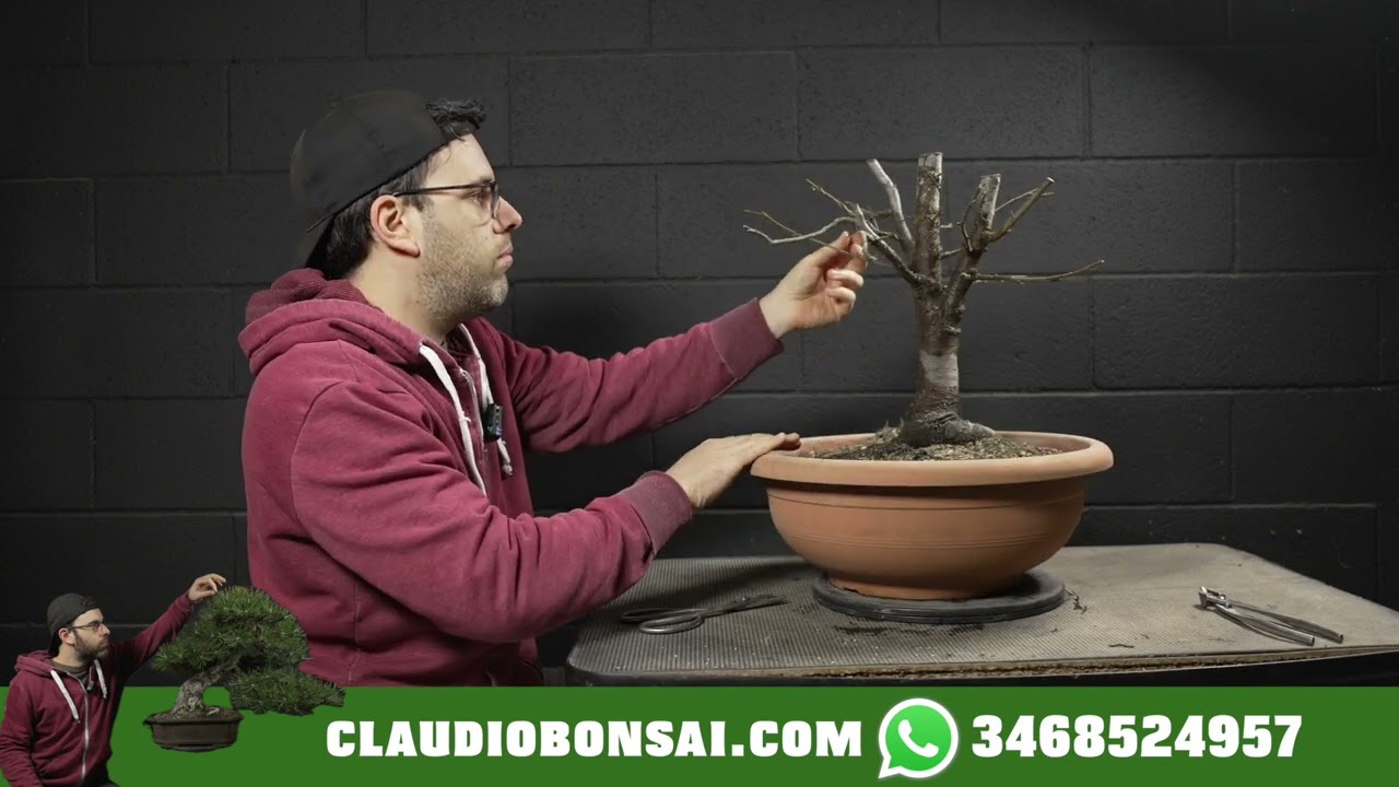 BONSAI DA PIANTA DA VIVAIO