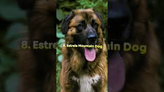 Top 10 Rarest Dog Breeds In The World