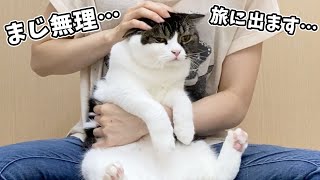 猫が絶望するとこうなります…😹