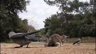 Two Crows Trying To Steal Cats Food