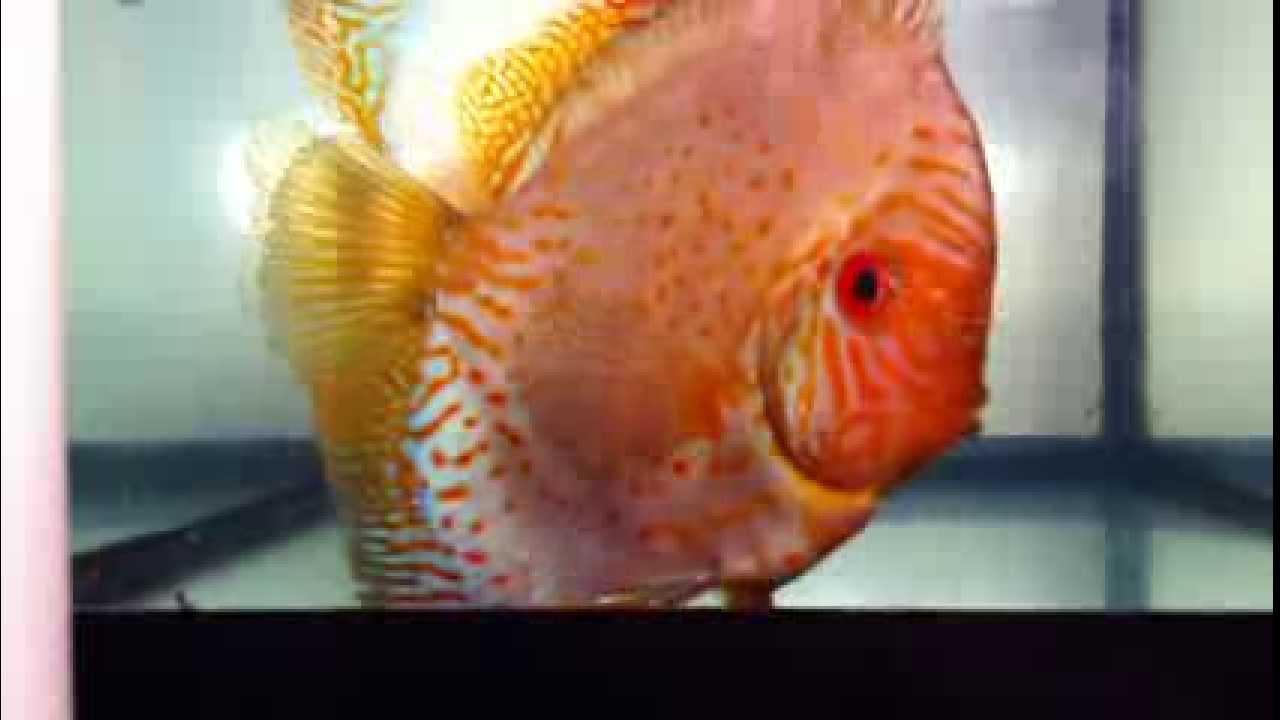 White Butterfly Discus Fish - YouTube