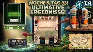 Dantes Inferno🔥 & Super Buff Cherry #26🍒 Update: Das Zelt explodiert!💚#grow #growing #growupdate