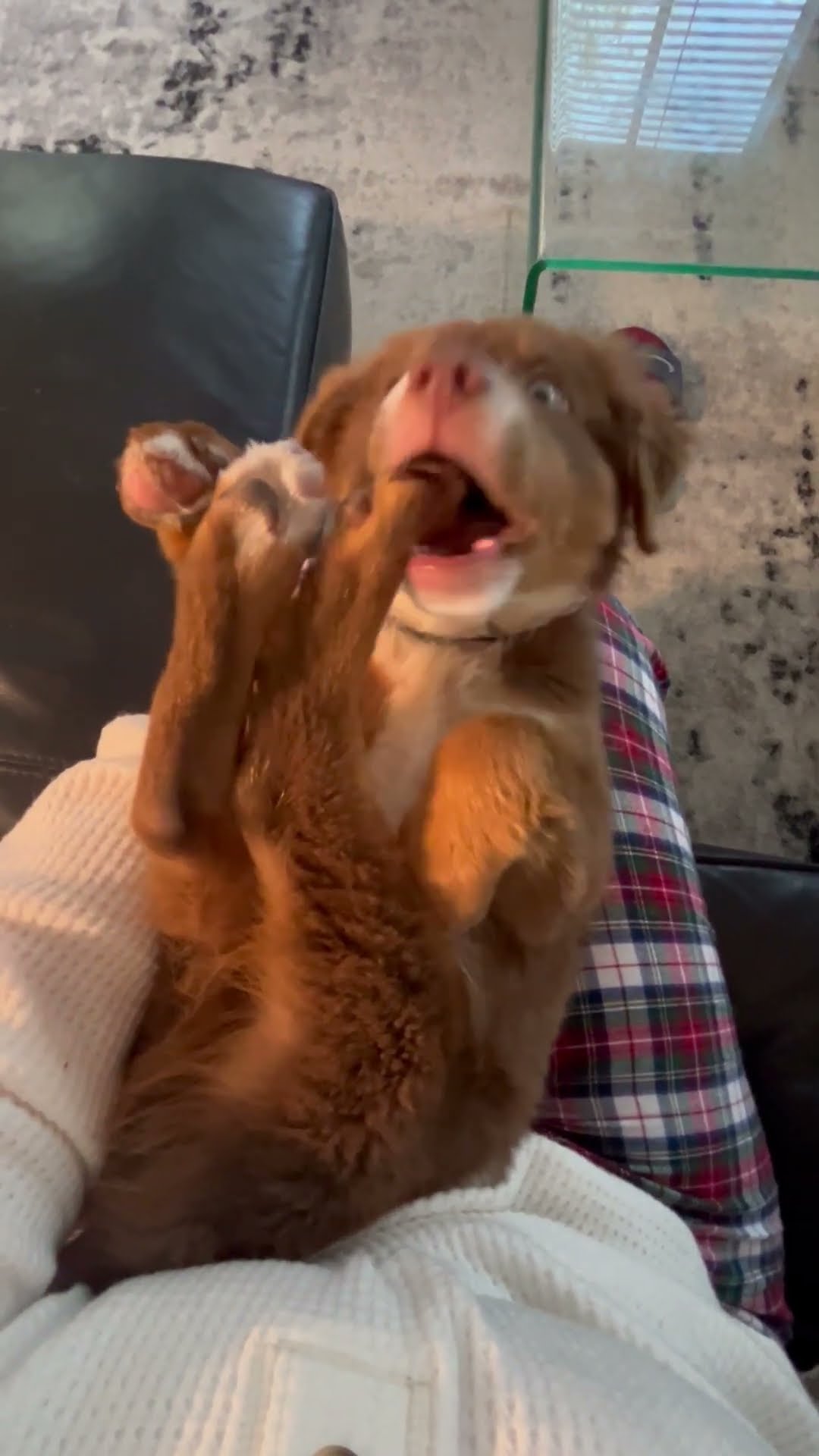 Puppy Discovers His Toes || ViralHog