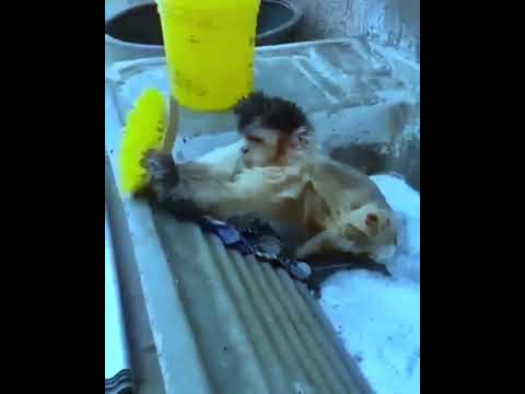 القرود القرد والنظافة العراق الاردن الجزائر السعوديه الكويت المغرب اليمن قطر مصر تونس 