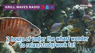 2 Hours of Under the Wharf to Relax/Study | Lofi Hip Hop | Monterey Bay Aquarium Krill Waves Radio