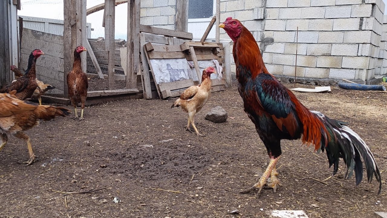 Eskilerin Hint horozu seçimleri / Size sürprizim var sürüye yeni civcivler buldum 