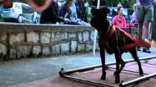 I Pitbull Show Wrocław 2012 Weight Pulling Part 1