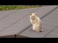ボス 〝ざっくり〟現る!