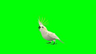 Green screen burung kakak tua