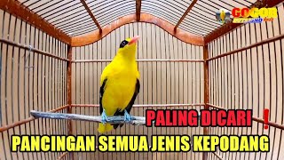 Paling Dicari  Suara Kepodang Emas Gacor Nembak Ini Ampuh Menjadikan Burung Podang Gacor Ikut Bunyi