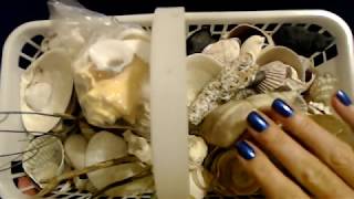 ASMR | Seashell Collection (Soft Spoken)