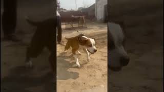 Nice Looking Bulldog 