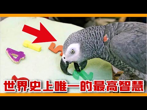 全世界「最聰明」的一隻非洲灰鸚鵡！The smartest parrot in the world！【鸚鵡小木屋】