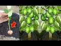 How to grow lemon cuttings with shallots 100%