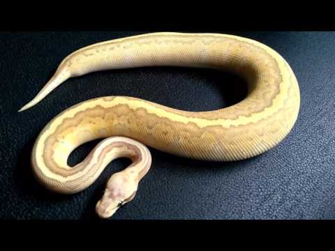 Super Emperor Kingpin Ball Python