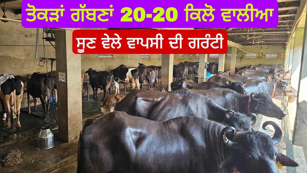   ਤੋਕੜ ਗੱਬਣ ਮੱਝਾਂ 18-18 20-20 ਕਿਲੋ ਵਾਲੀਆ 3 ਤੋਕੜਾ ਦੋ ਕੱਟੀਆ ਇੱਕ ਸੂਣ ਵਾਲੀ ਮੱਝ ਵਾਪਸ ਵੀ ਕਰਦੇ ਅਗਲਾ ਸੂਈ ਤੋ।