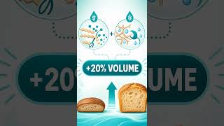 How Baking Enzymes Improve Volume, Crumb &amp; Shelf Life | enzymes.bio