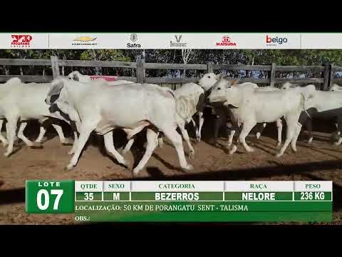 Lote 07