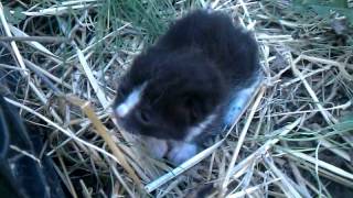 cute baby kitten calling for mom by ASHATTEREDVISAGE 30,173 views 12 years ago 32 seconds