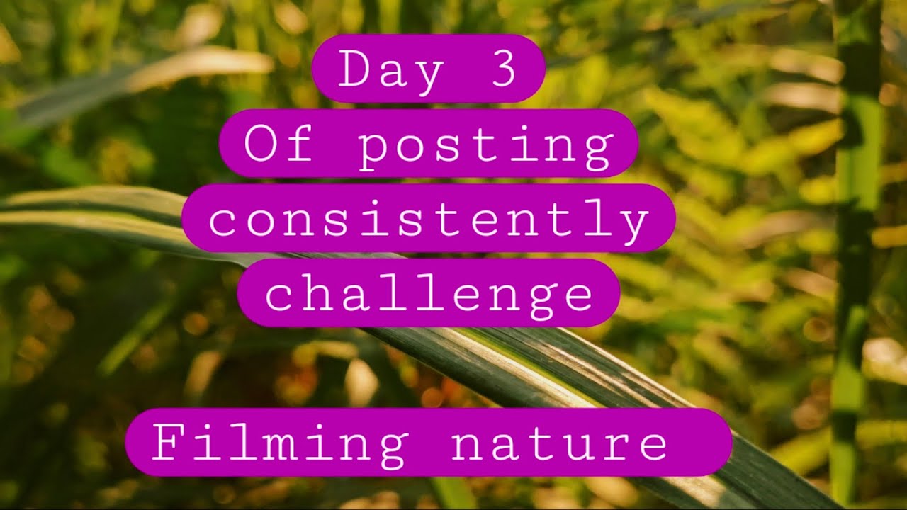 Cinematic nature ll vlog Day 3 ll Posting daily challenge 
