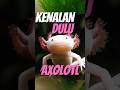 Sang ahli regenerasi#memes #faktaunik #animals