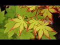 Acer palmatum 'Diva' Japanese Maple by Talon Buchholz