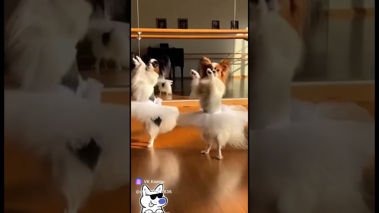 Балетрисы собакиси 🥰😽  