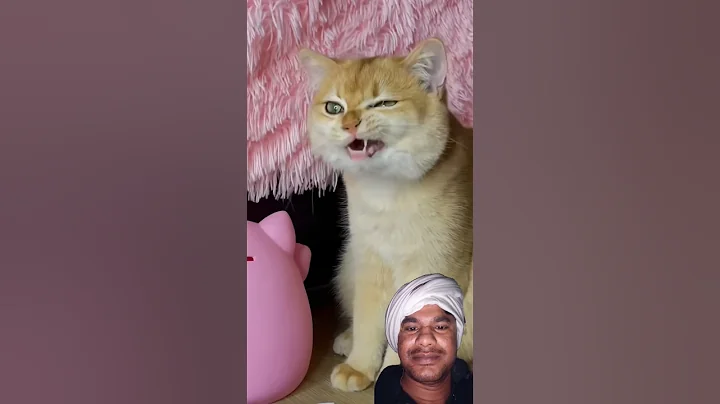 Video 6564711: funnycat cat pet cute, cat cute funny pet, cat cute tom