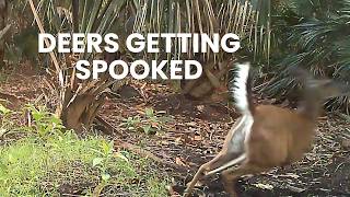 Scared & Spooked- Deer Trail Cam Collection
