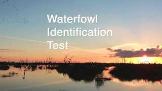 Waterfowl Identifcation Practice Test