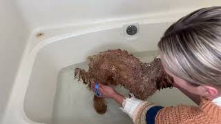 You are missing this on your Dog Bathing Kit!
