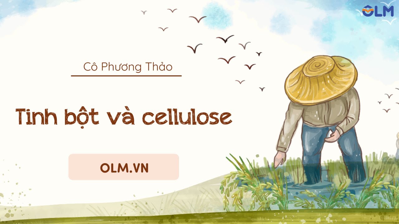 Tinh bột và cellulose - Khoa học tự nhiên 9