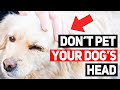 Don’t Pet Your Dog’s Head Until You See This!