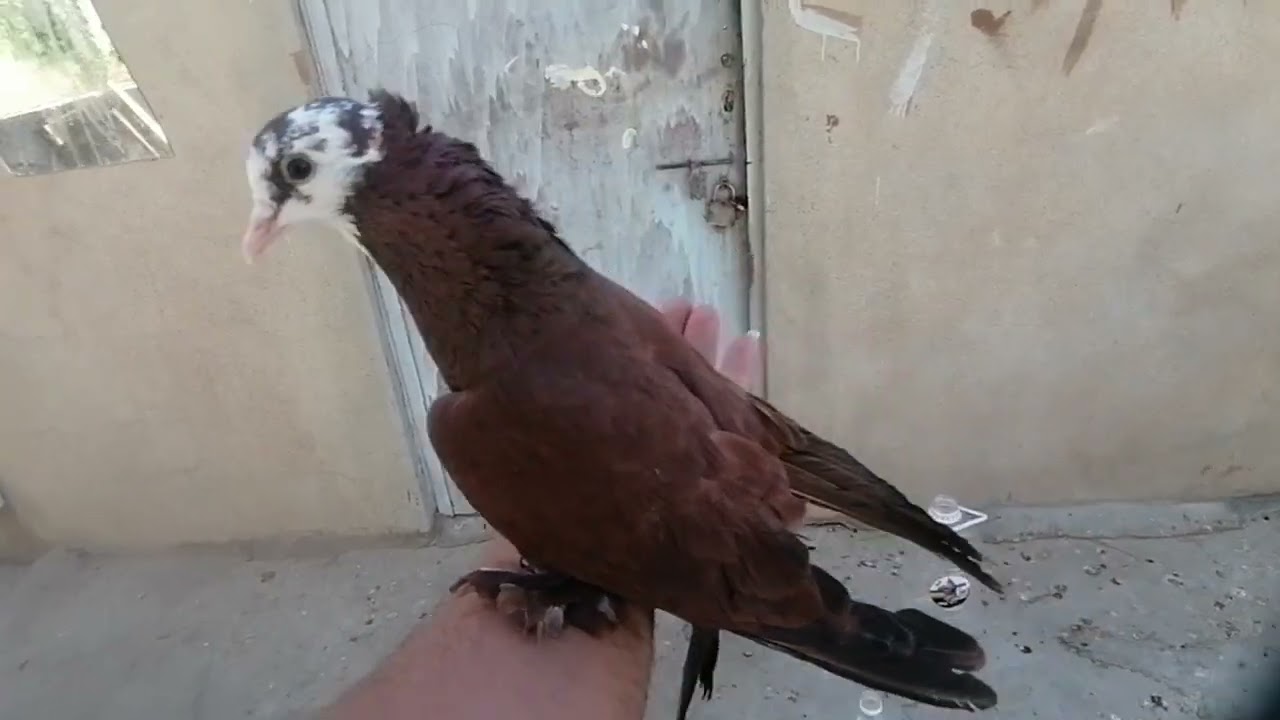 عزلت فرخات حمر والكحالي اصغار + اشتريت طيور جديده يوم جمعة