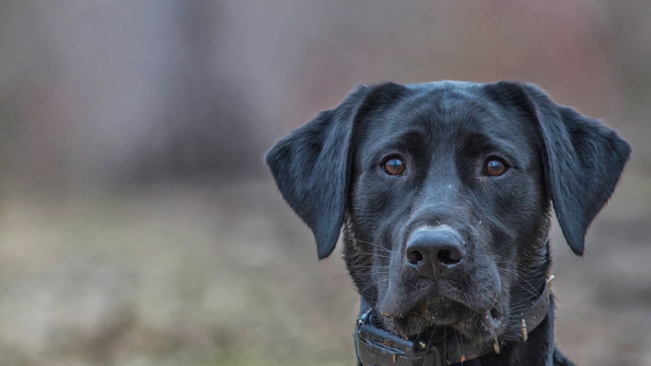 making duck calls YouTube
