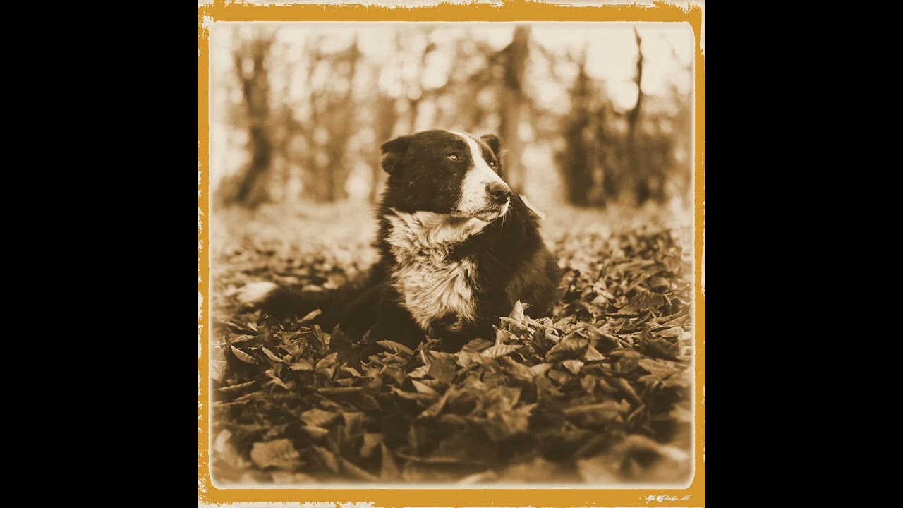 Doggone Lonely Blues