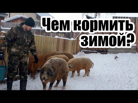 Чем кормить Мангалиц зимой? | Дневник ЛПХ