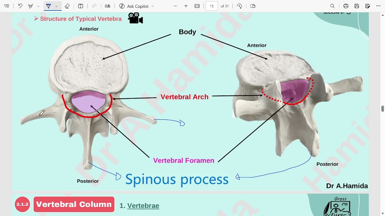 Ju anatomy - Lecture 3