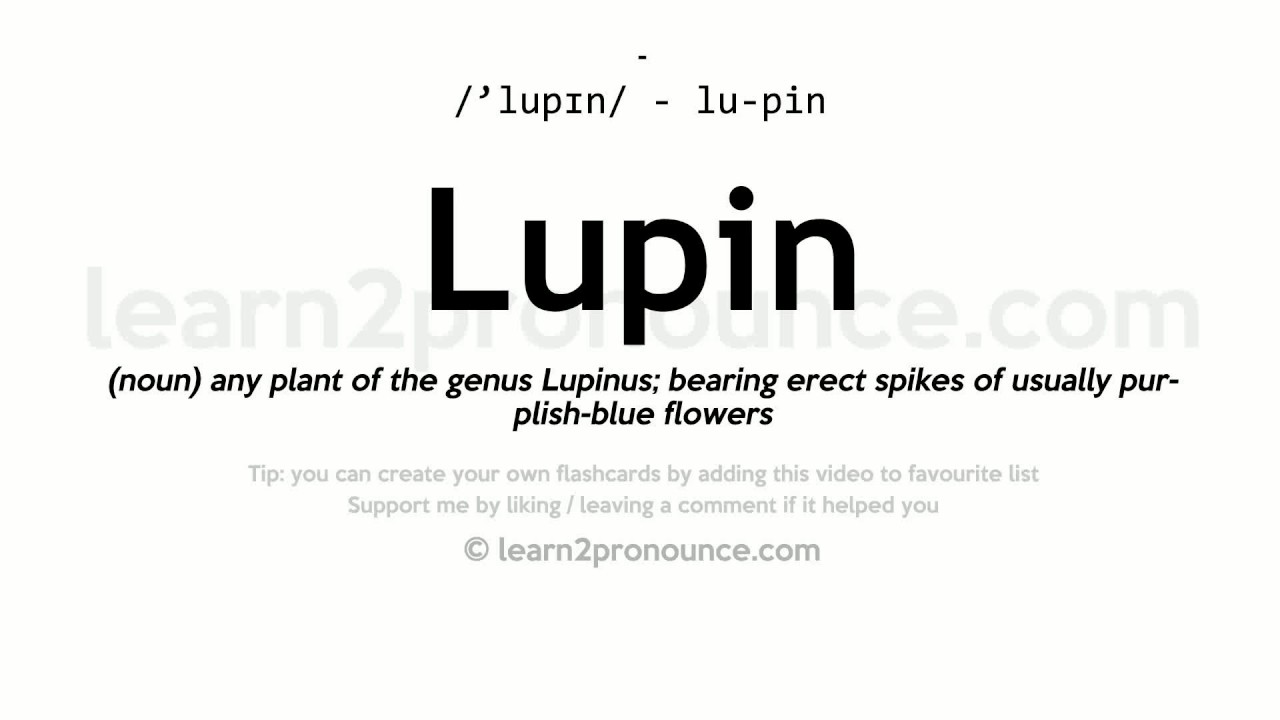 Pronunciation of Lupin Definition of Lupin YouTube