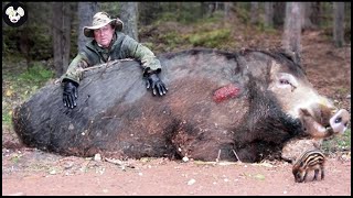 Incredible! The Best Times To Deal With Millions Of Wild Boars In The America | Invasive Species