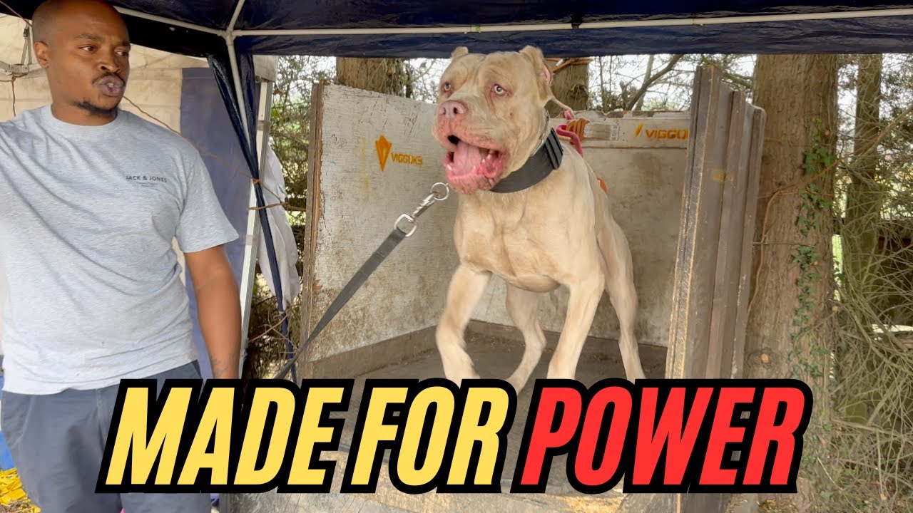 Легендарный Бандогг — сила укуса раскрыта!