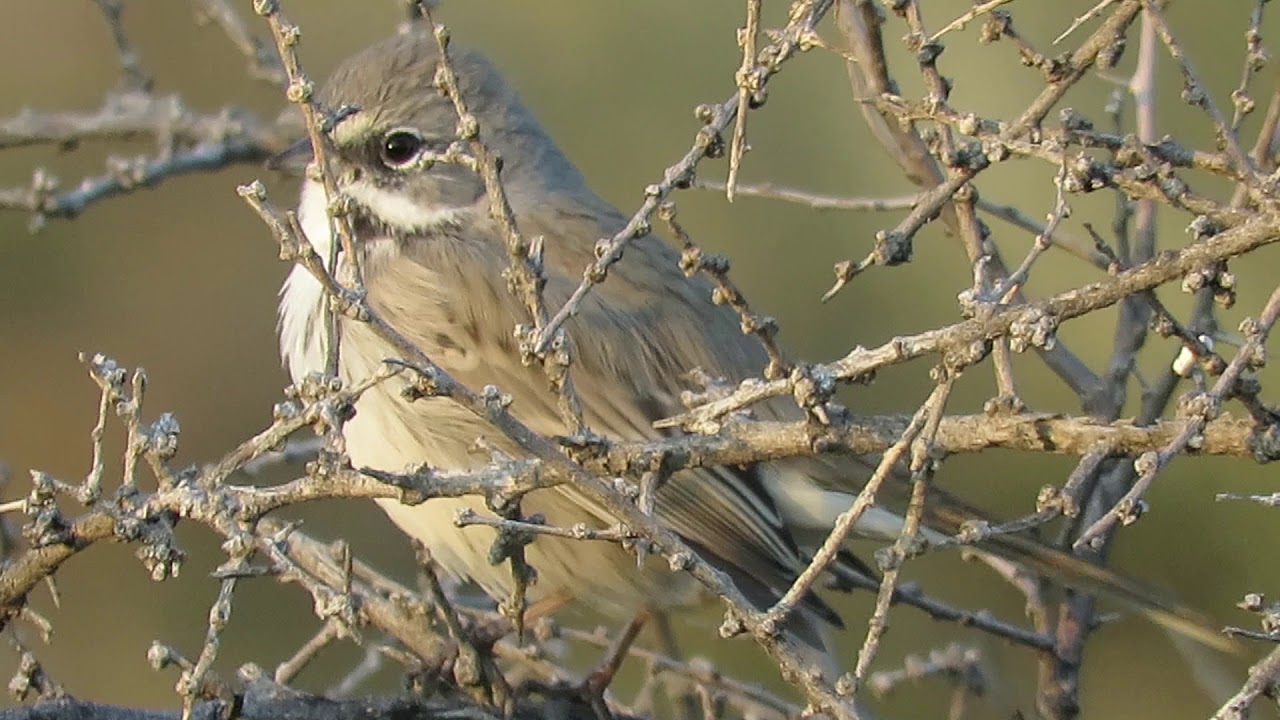 Bell's Sparrow - 12.14.19 - Maricopa Co , AZ - Mark A. Brogie 