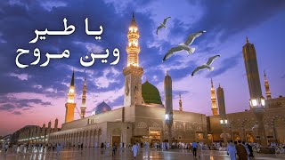 يا طير وين مروح