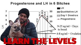 How to learn to read progesterone level's for the best breeding outcomes