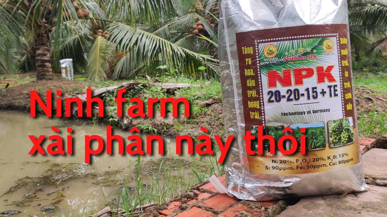 Ninh farm bón phân gì cho dừa ta, dừa mã lai