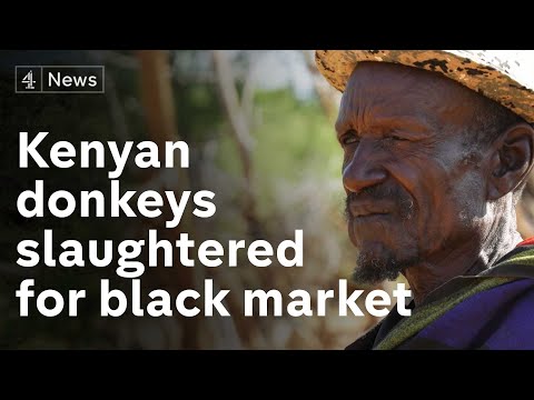 The slaughter of donkeys for the Chinese black market is devastating nomadic communities in Kenya